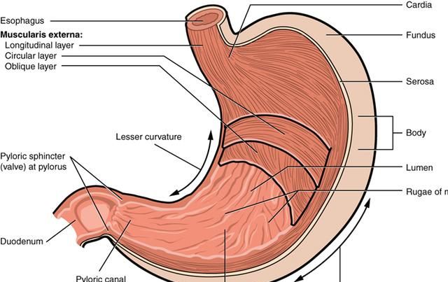 辟谣,狗狗得了肝硬化却要治胃,莫非是赚黑心钱?
