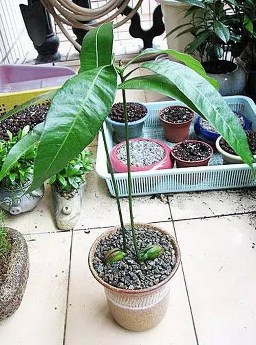 吃完芒果果核不要丢,动手操作简单几步,种出芒果小盆栽