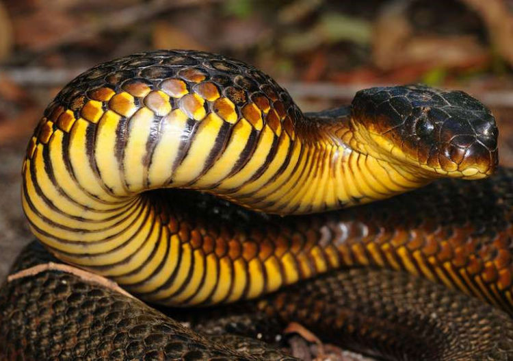 虎蛇的毒液1000万年没有变化提炼出的血清是所有毒蛇的克星