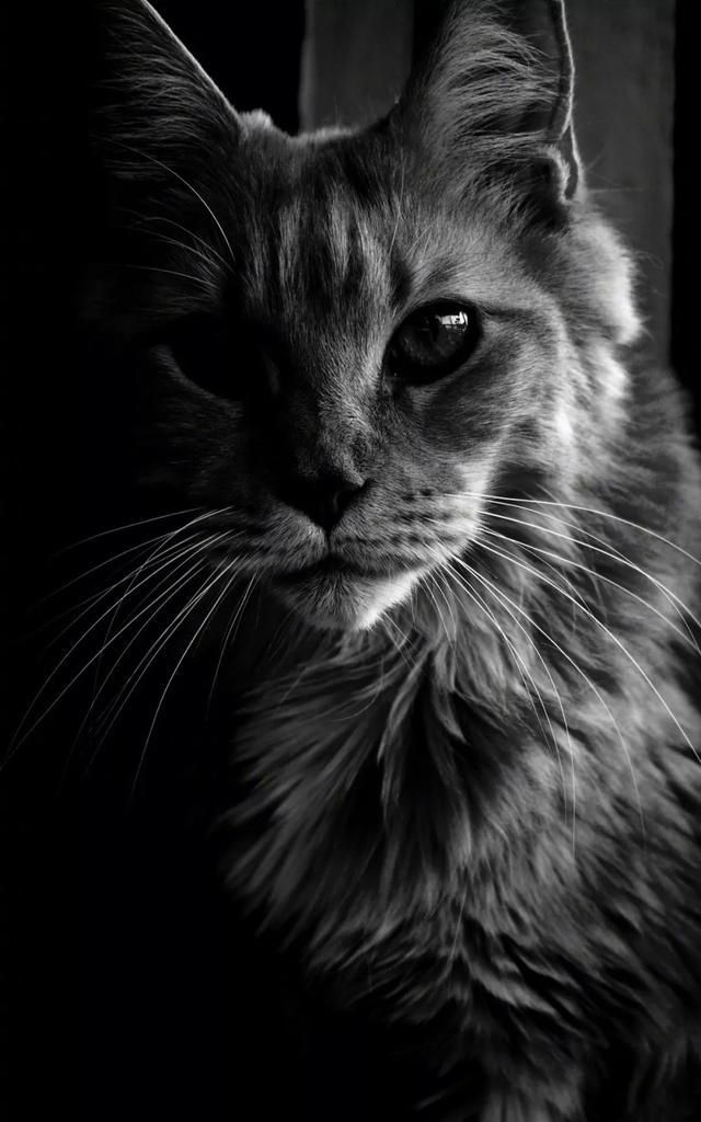 手机壁纸高清黑色系个性锁屏壁纸