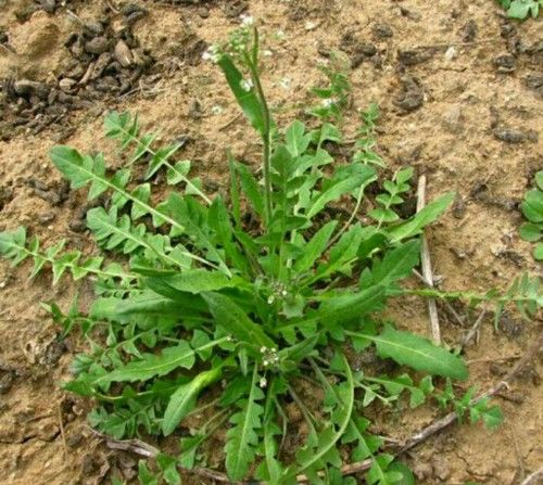 荠荠菜的吃法技巧,以及有哪些功效与作用