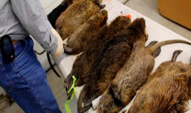 为此,人们专门组建了捕鼠小队,用来消灭和捕捉那些变异的巨型老鼠.