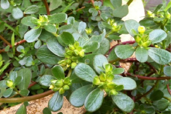 6,马齿苋具有清凉解暑,消渴的功效,特别是在夏季,天气炎热极易上火