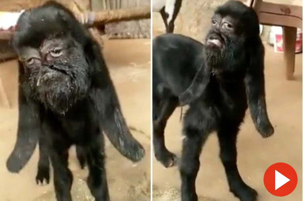 基因突变印度惊现人脸山羊被奉为神明疯狂崇拜