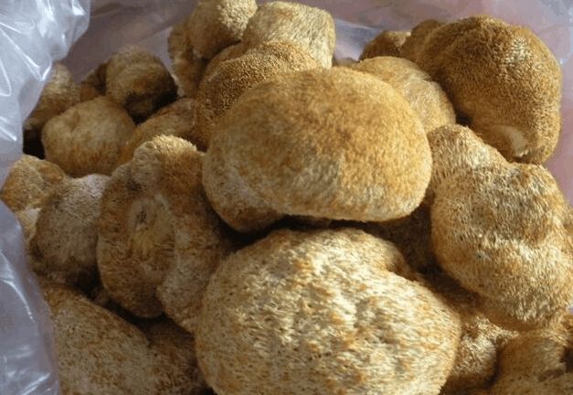 是比较少见的一种,也是名贵食用菌,被列入八大山珍之一