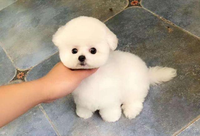 养好比熊犬并不简单,想要拥有棉花球,六点养宠常识至关重要!