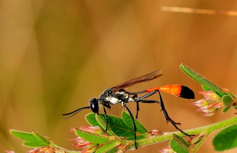 泥蜂|飞蝗|蟋蟀_新浪新闻
