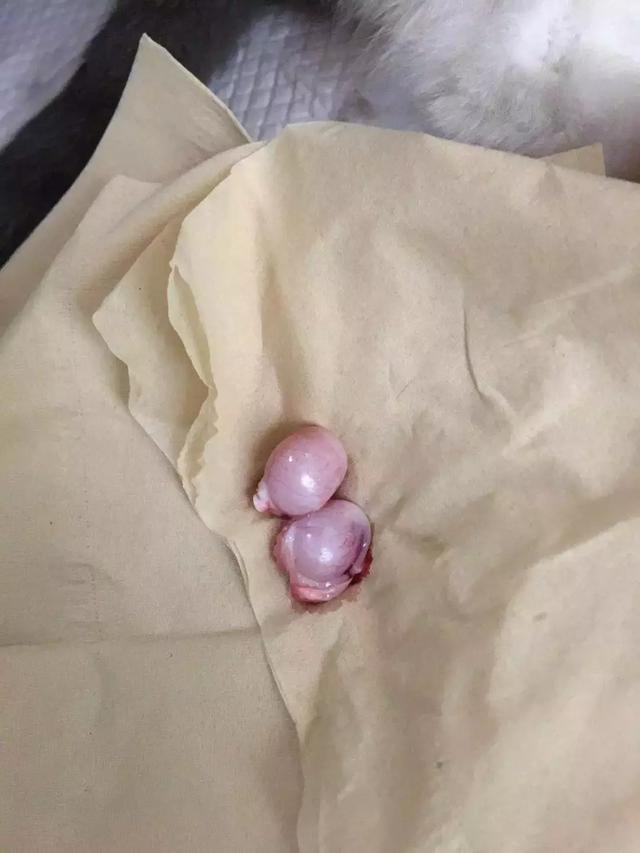 那些刚割完蛋蛋的猫咪,心里头一定骂死了主人!