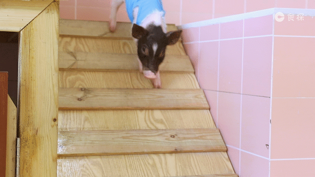 吃过猪肉,见过猪跑,那撸过猪吗?