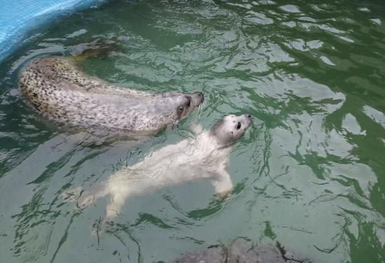 青岛海底世界海豹馆焕新开放:"豹"红登场,"鼠"你可爱|斑海豹|海兽馆