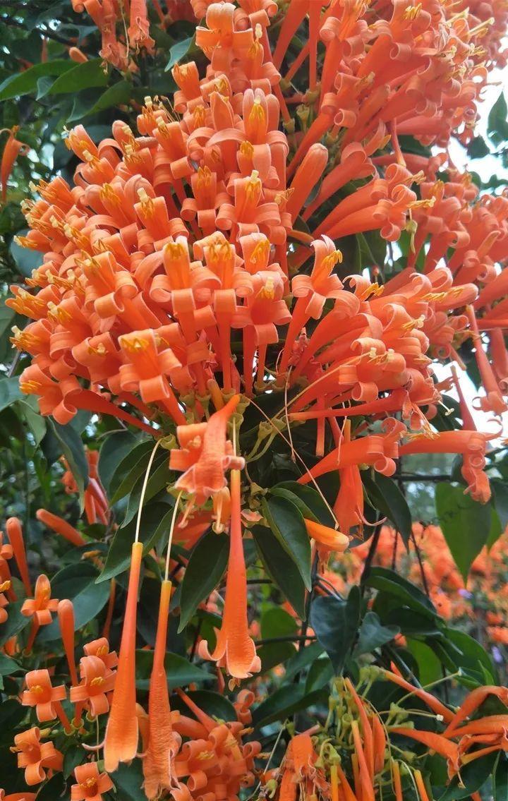 过年不放炮了,养棵炮仗花,大门口开花更红火!