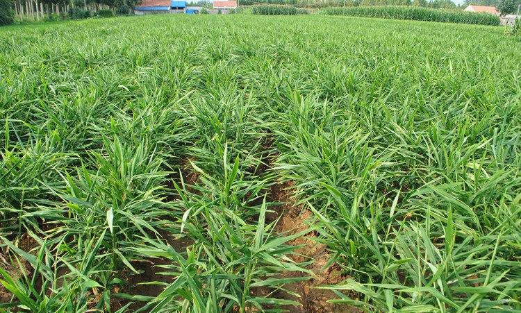 种植大姜亩产利润如何?有哪些高产种植方法?