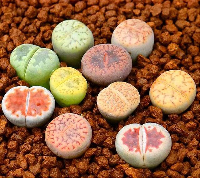 多肉中的"五彩仙石",养护有3怕,学会了造型独特,花朵娇艳|生石花|叶片