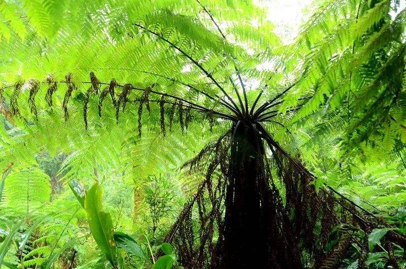 现存世界上最古老的植物没有之一它的出现比恐龙还早15亿年