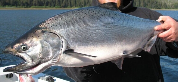 黑龙江人年夜饭有一道名菜,大马哈鱼籽,这道菜不是谁都能做好的|鱼籽|