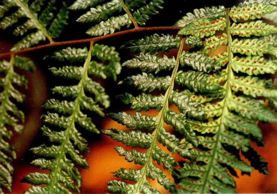 现存世界上最古老的植物没有之一它的出现比恐龙还早15亿年