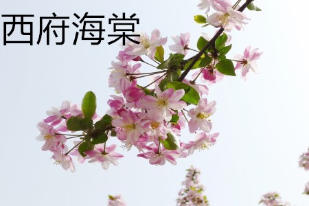 西府海棠和湖北海棠有什么区别