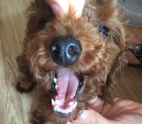 养泰迪犬之前,最好先了解它容易患有的6种疾病
