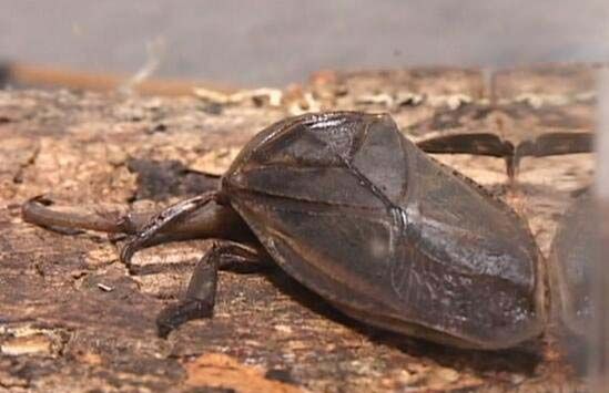 水中霸王田鳖能使人体融化的恐怖昆虫