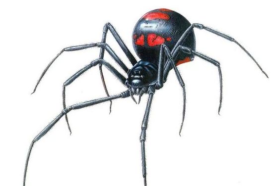 世界十大最毒蜘蛛 千万小心别被咬到