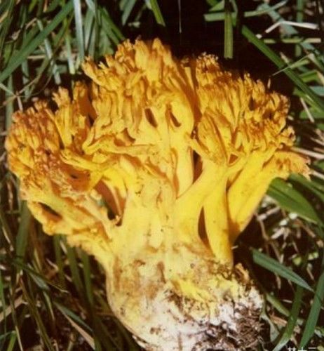 农村此12种无毒野生蘑菇可食用,此几种万万别吃,吃了会中毒