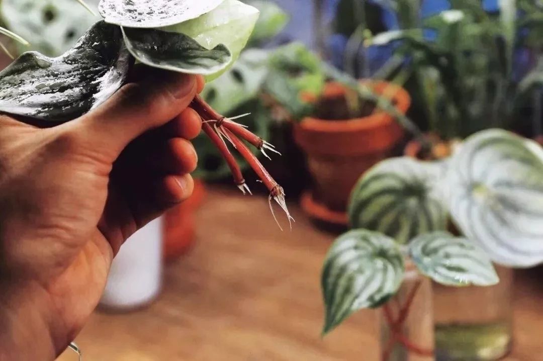 植物扦插繁殖的时候学会这几招，很容易生根发芽，你学会了哪种？|枝条|植物|硬木_新浪新闻