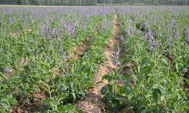 丹参的人工栽培技巧:掌握4种繁殖方式,助力药农稳定增收