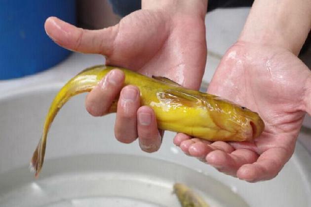 9种河里正在消失的野味,第3个酷似小龙虾,最后一种2千元一斤|剑鱼|子