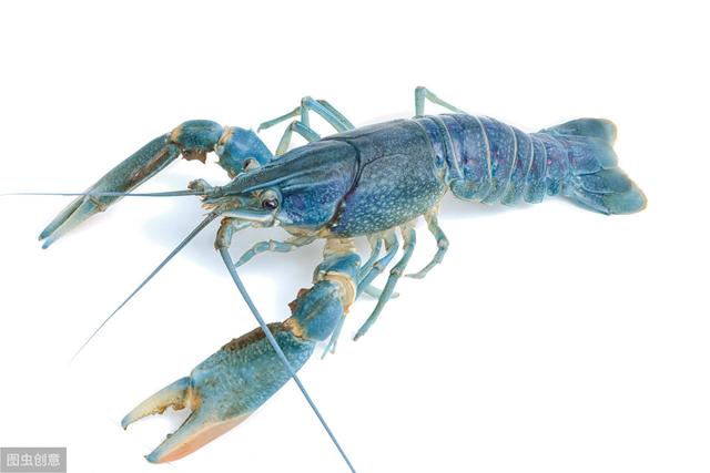 全世界最名贵的5种海鲜,渔民放话:只要遇到一条就退休