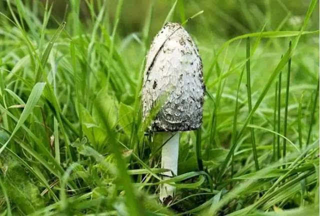 农村此12种无毒野生蘑菇可食用,此几种万万别吃,吃了会中毒