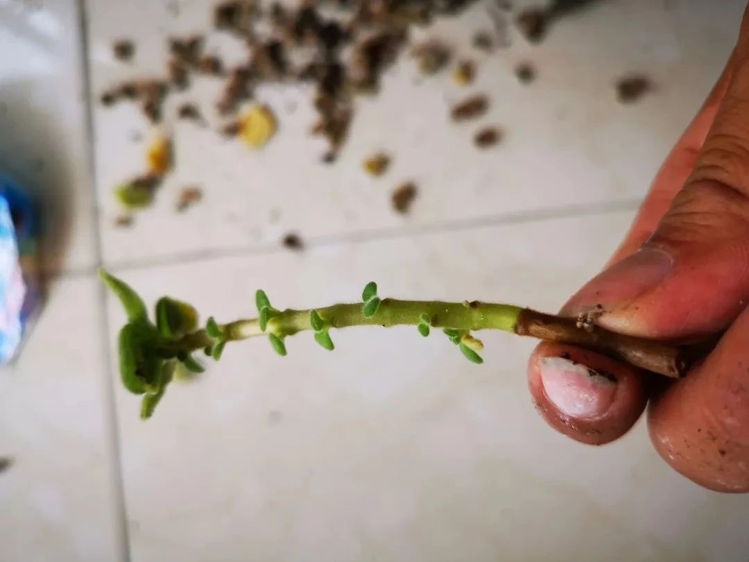 植物扦插繁殖的时候学会这几招，很容易生根发芽，你学会了哪种？|枝条|植物|硬木_新浪新闻