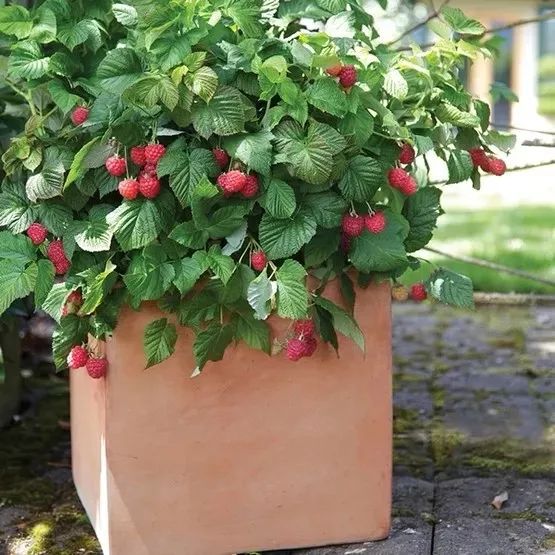 粗生且果量丰富的覆盆子耐寒能力还那么强越修剪长得越好