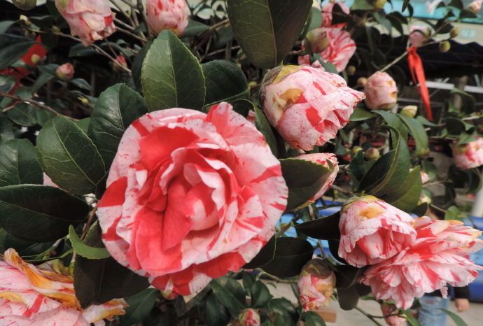 喜欢菊花,不如养盆"精品茶花"梅布尔,花开色彩斑斓