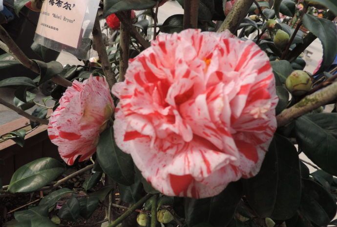 喜欢菊花,不如养盆"精品茶花"梅布尔,花开色彩斑斓