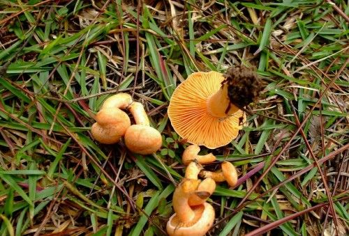 农村此12种无毒野生蘑菇可食用,此几种万万别吃,吃了会中毒