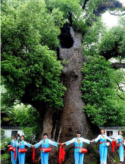 村民在千年古樟树“肚子”里打麻将,最多能容纳二十多人|千年古樟|樟树|树洞_新浪新闻