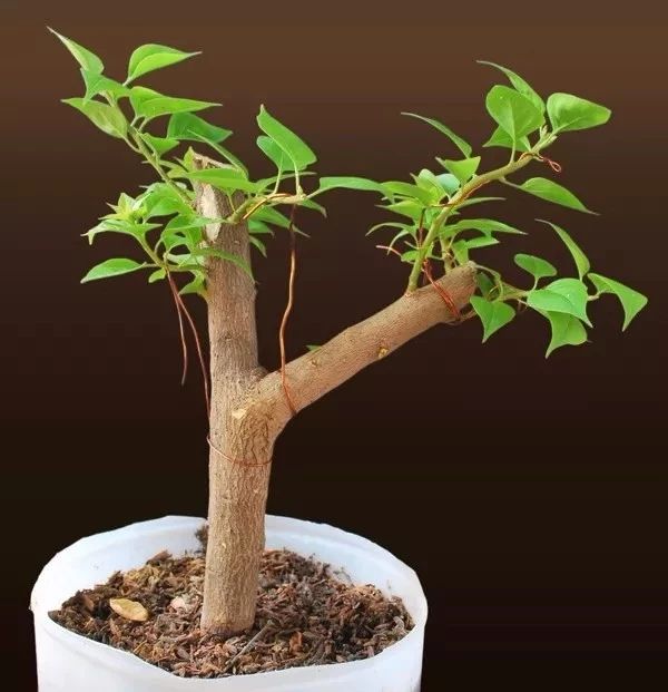 植物扦插繁殖的时候学会这几招，很容易生根发芽，你学会了哪种？|枝条|植物|硬木_新浪新闻
