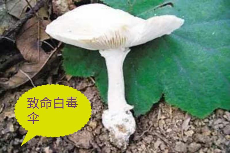 农村常见毒蘑菇 无毒图片