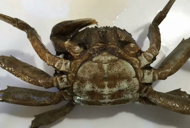 男子捡到一只穿"外袍"的螃蟹,专家的一句话让他赶紧扔掉