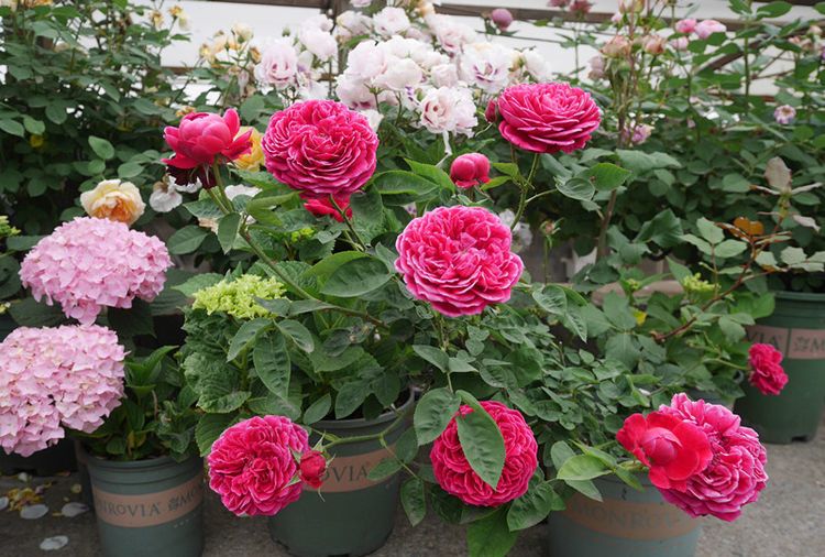 喜欢菊花,不如养盆"精品茶花"梅布尔,花开色彩斑斓