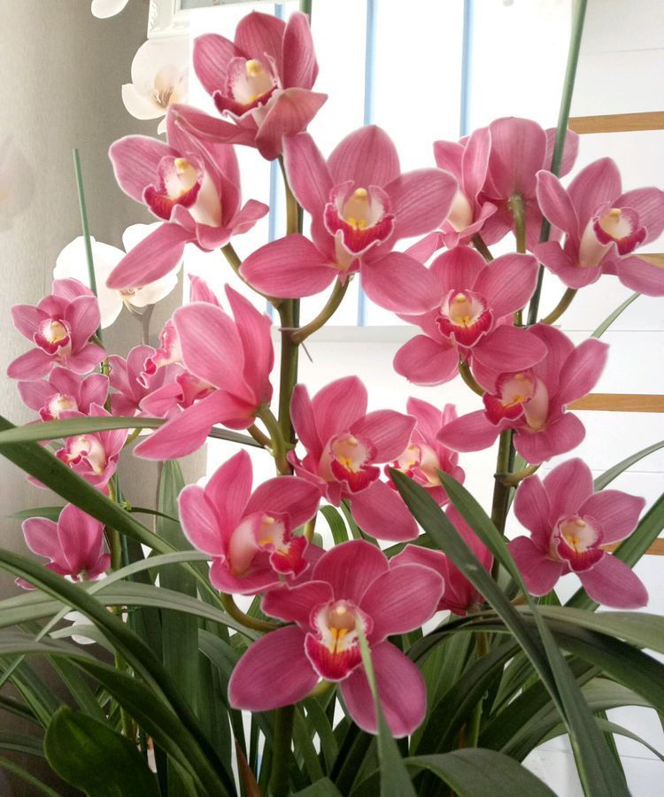 喜欢菊花,不如养盆"精品茶花"梅布尔,花开色彩斑斓