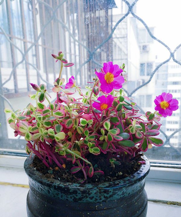 喜欢菊花,不如养盆"精品茶花"梅布尔,花开色彩斑斓