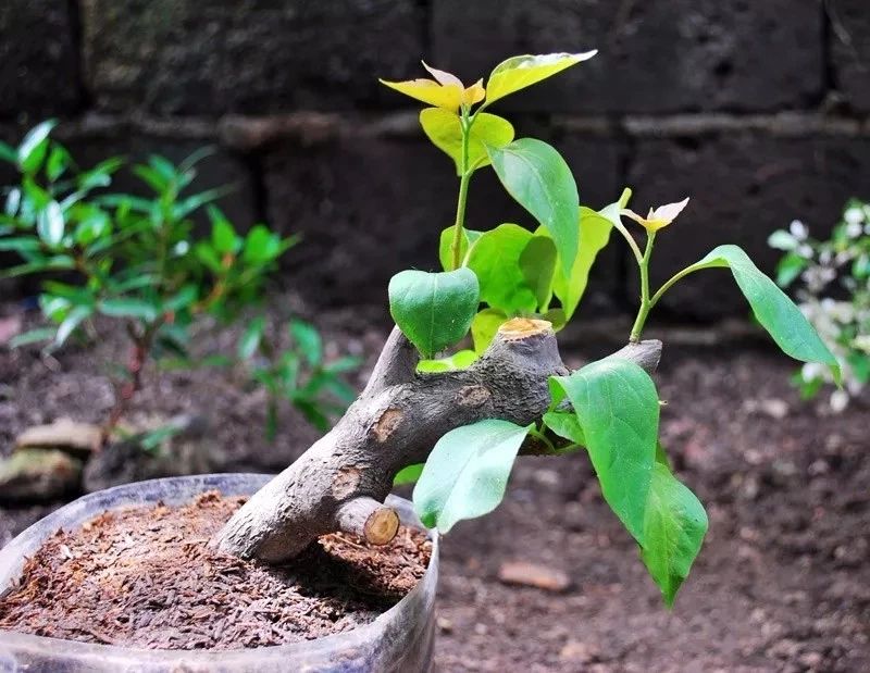 植物扦插繁殖的时候学会这几招，很容易生根发芽，你学会了哪种？|枝条|植物|硬木_新浪新闻