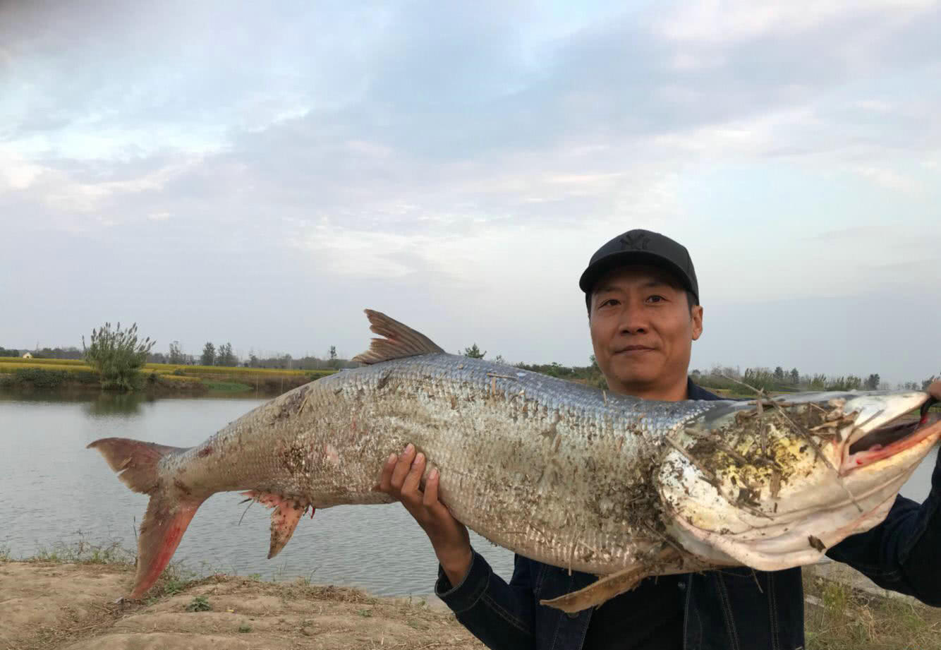 河中现巨型"淡水鲨",多位村民目击捕鱼吃,网友:残忍