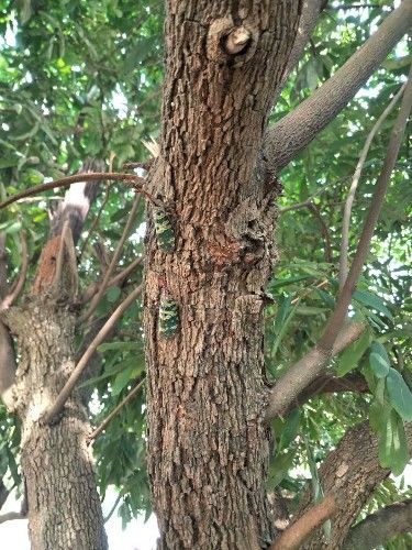 龙眼树上抓了几只奇怪的昆虫长长的鼻子会飞却不会叫