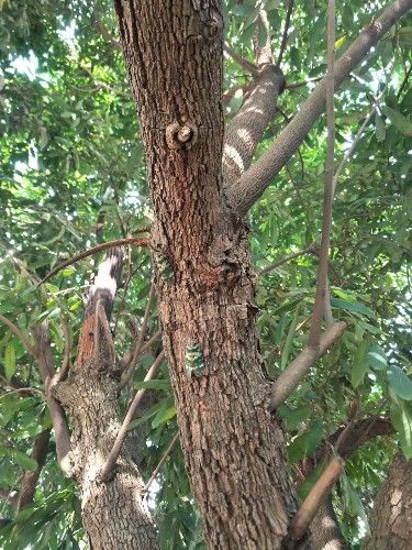 龙眼树上抓了几只奇怪的昆虫长长的鼻子会飞却不会叫