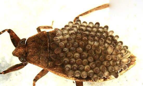 水中霸王田鳖能使人体融化的恐怖昆虫