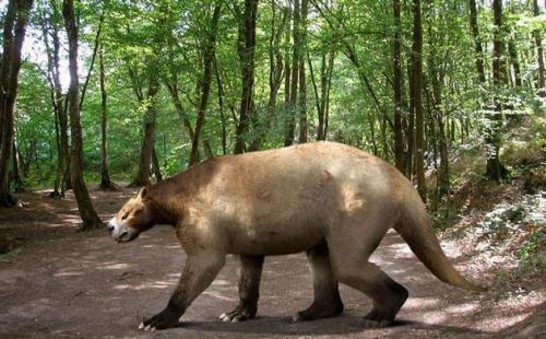 老虎是什么动物进化而来并不是你猜想的剑齿虎它叫做古猫
