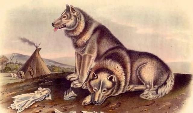 先民将数百只狼驯化成了狗,这群狗就是今天全世界所有狗的共同祖先