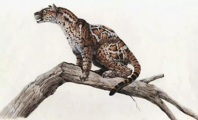 老虎是什么动物进化而来并不是你猜想的剑齿虎它叫做古猫